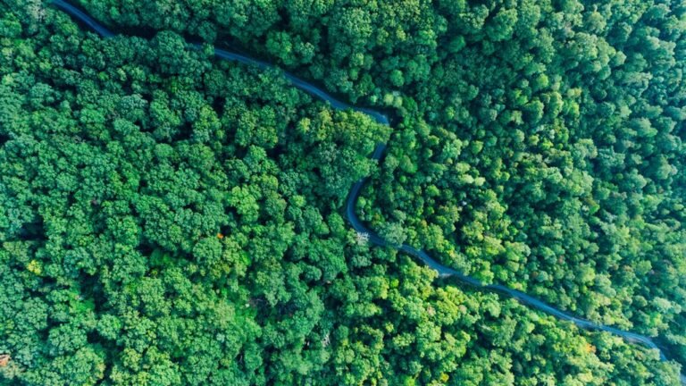 stellar growth progression analysis